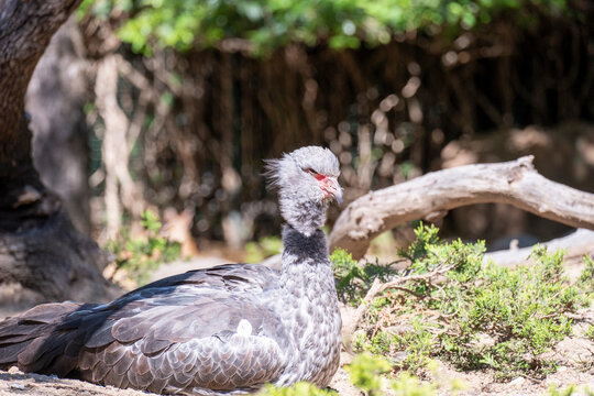 The southern screamer (Chauna torquata) is a species of bird in family Anhimidae of the waterfowl order Anseriformes. It is found in Argentina, Bolivia, Brazil, Paraguay, Peru, and Uruguay.
