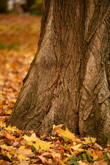 autumn leaves on a tree
