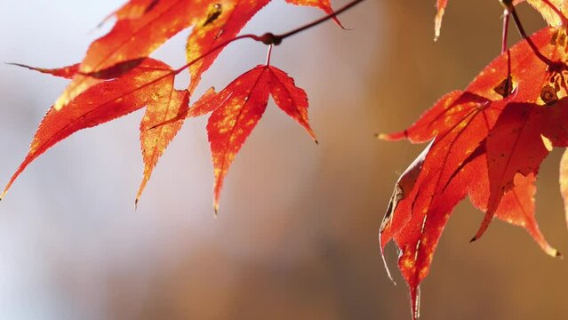 [Hình: 360_F_672206969_s9VtYhHHb14hsnSwdPMmoEUVeJDXlaWb.jpg]