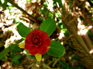 Obraz premium Costus barbatus red and yellow flower with ants, Reunion
