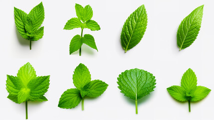 Set of mint leaf. Mint leaves isolated. Fresh mint on white background. - obrazy, fototapety, plakaty
