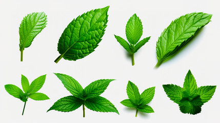 Set of mint leaf. Mint leaves isolated. Fresh mint on white background.