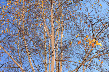 Beautiful birch trees with white birch bark