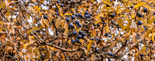 Sloe berries on blackthorn bush growing in the hedgerow, England, United Kingdom