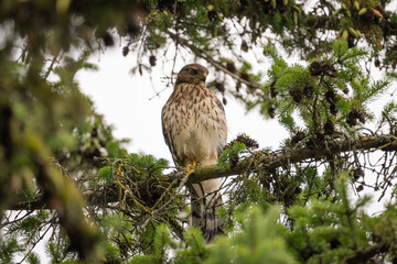 bird of prey