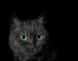 black angry discontented cat with bright green eyes
