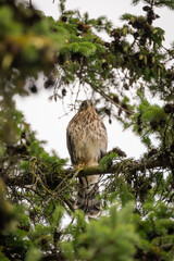bird of prey