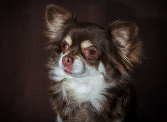 close-up portrait of an adult chihuahua against a dark brown background