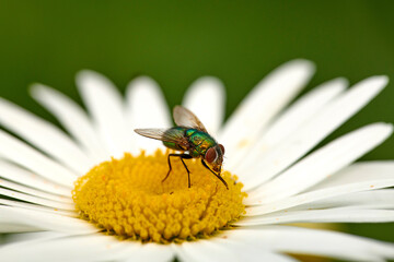 Closeup of a common green bottle fly eating floral disc nectar on white Marguerite daisy flower. Macro texture and detail of insect pollination and pest control in a private backyard or home garden