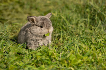 Baby rabbit eating fresh grass in outdoors. Cute little rabbit sitting on lawn