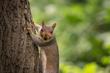 squirrel on a tree