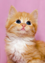 cute bright red kitten with huge blue eyes looking upwards on a