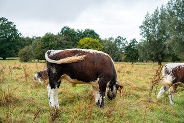 Cows Grazing on Scenic Pastoral Land in the UK