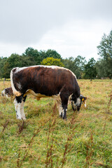 Cows Grazing on Scenic Pastoral Land in the UK