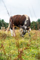 Cows Grazing on Scenic Pastoral Land in the UK