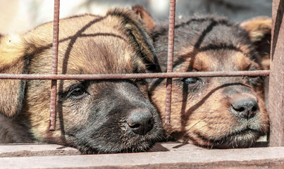 two mongrel puppies behind bars in shelter
