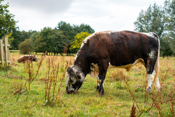 Cows Grazing on Scenic Pastoral Land in the UK