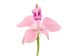 Oriental knight’s spur pink flower isolated on white background, Consolida orientalis