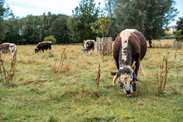 Cows Grazing on Scenic Pastoral Land in the UK