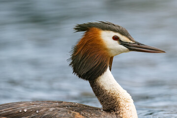 Haubentaucherportrait
