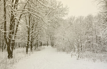 Winter landscape in a snow-covered park after a heavy wet snowfall. A thick layer of snow lies on the branches of trees