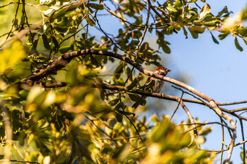 Pájaro en el municipio de Allariz.