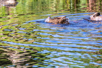 Pato en el Rio Arnoia, Allariz.