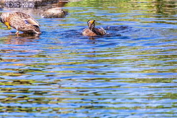 Pato en el Rio Arnoia, Allariz.