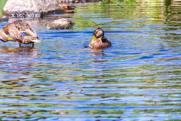 Pato en el Rio Arnoia, Allariz.