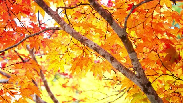 Autumn scenery in Japan. Autumn leaves shining in the sunlight sway in the wind.