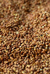 Background texture of a large pile of buckwheat. Many buckwheat grains close-up in daylight