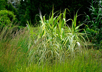 Mozga trzcinowata (Phalaris arundinacea), zółtozielona mozga, żóltozielone liście, reed canary grass	
 - obrazy, fototapety, plakaty