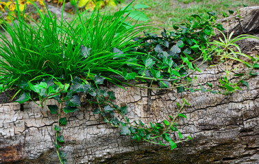 Bluszcz pospolity i liliowiec w starym pniu drzewa (Hedera helix i Hemerocallis), Common ivy and daylily in an old tree trunk, garden decoration  © kateej