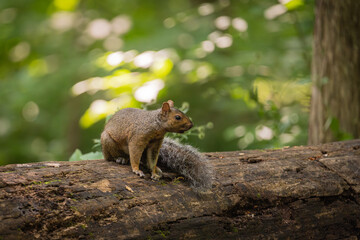 squirrel on the tree