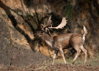 Fallow deer in his zeal