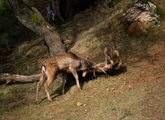 Fallow deer in his zeal