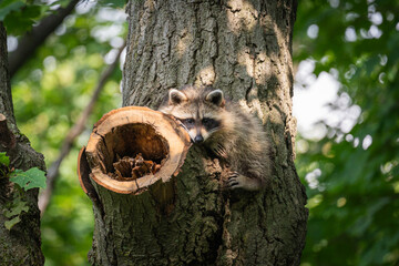 racoon on a tree