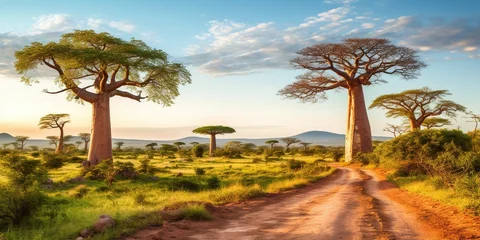 Foto op Aluminium Beautiful landscape featuring baobab trees , concept of Serenity © koldunova