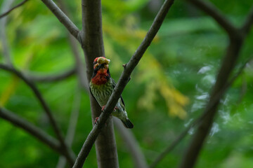 a coppersmith barbet carrying food inside its beak with natural bokeh background