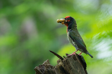 a coppersmith barbet carrying food inside its beak with natural bokeh background