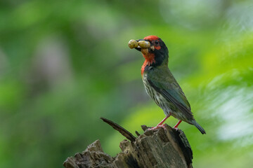a coppersmith barbet carrying food inside its beak with natural bokeh background
