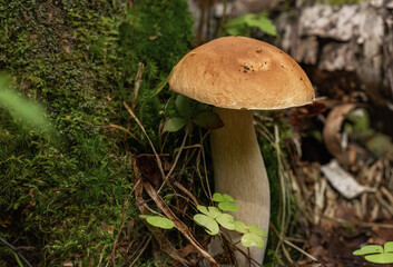 Forest mushroom boletus on a natural background in the grass in the forest.