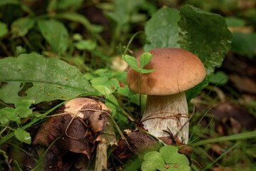 Forest mushroom boletus on a natural background in the grass in the forest.