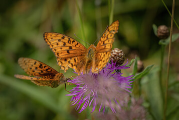 Two butterflies are black and brown on the background of a purple flower and grass.