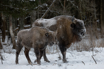 Wild bison in a forest reserve close-up with a young cub.
