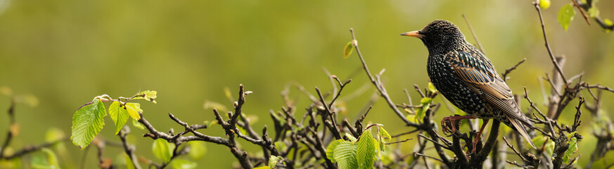 Waldleben: Vogel Star im Baum vor grünem Hintergrund im Sommer - Panorama-Bildformat.