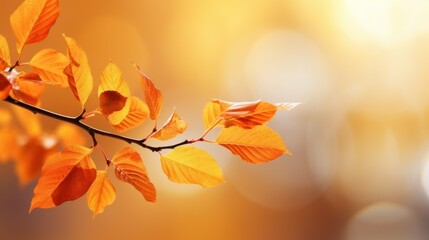 Autumn background in yellow and gold colors, golden leaves on a branch. Blurred backdrop