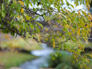 川辺の紅葉し始めた葉たち