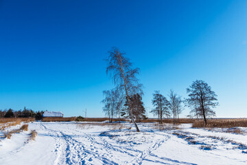B&auml;ume am Bodden bei Wieck auf dem Fischland-Dar&szlig; im Winter