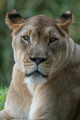 a close up of a lion laying in the grass with its eyes closed